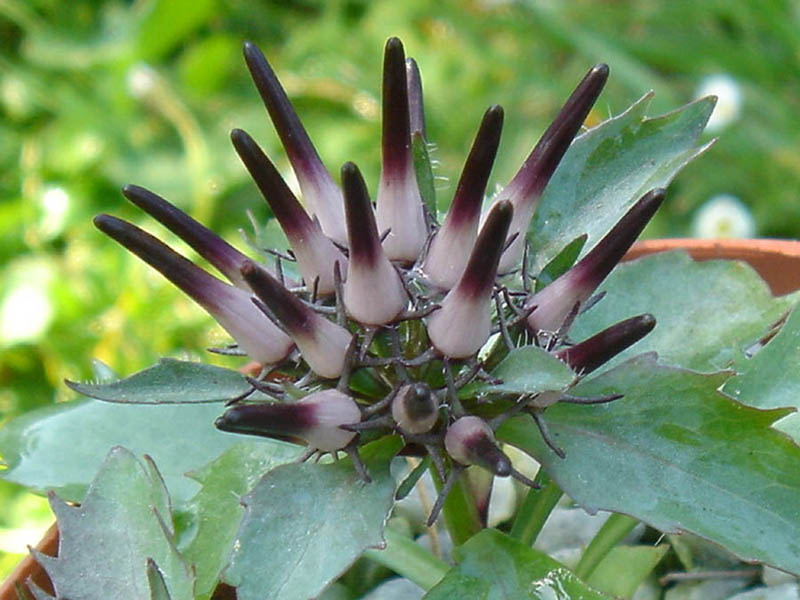 Physoplexis comosa photo